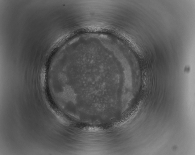 X0000116860590201001121242