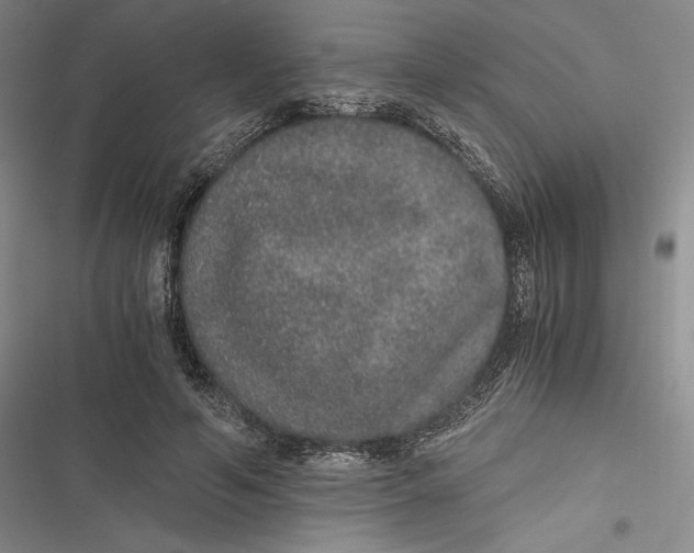 X0000116860594201001121242