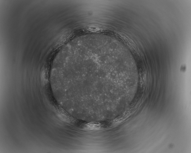 X0000116860606201001121242