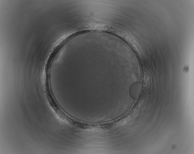 X0000116860674201001121241