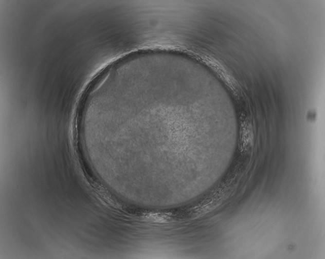 X0000116860680201001121241