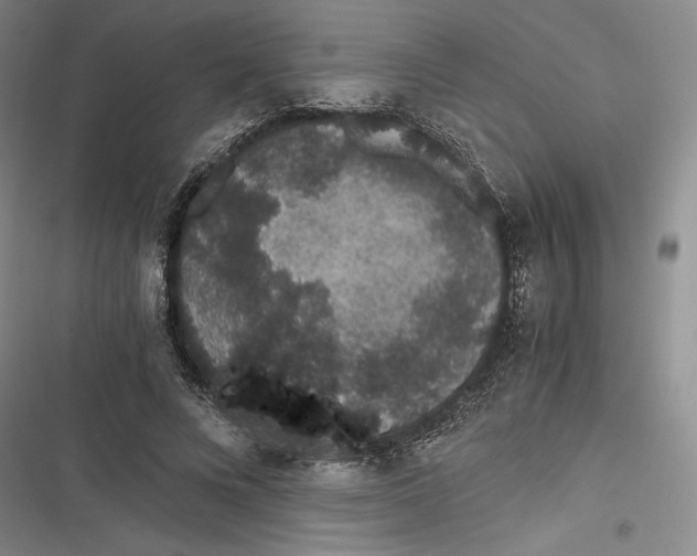 X0000116860688201001121241