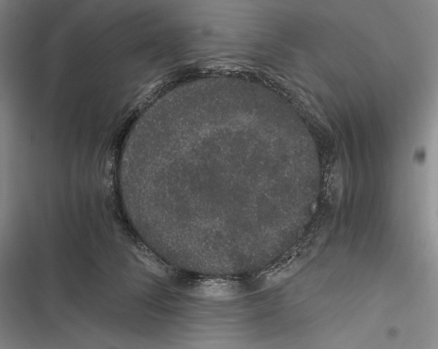 X0000116860708201001121241