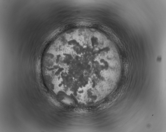 X0000116860729201001121240