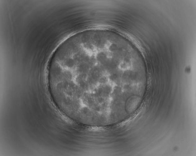 X0000116860835201001121239