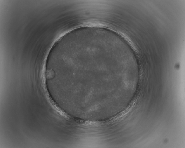 X0000116860840201001121239