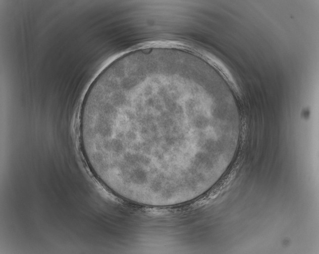 X0000116860852201001121239