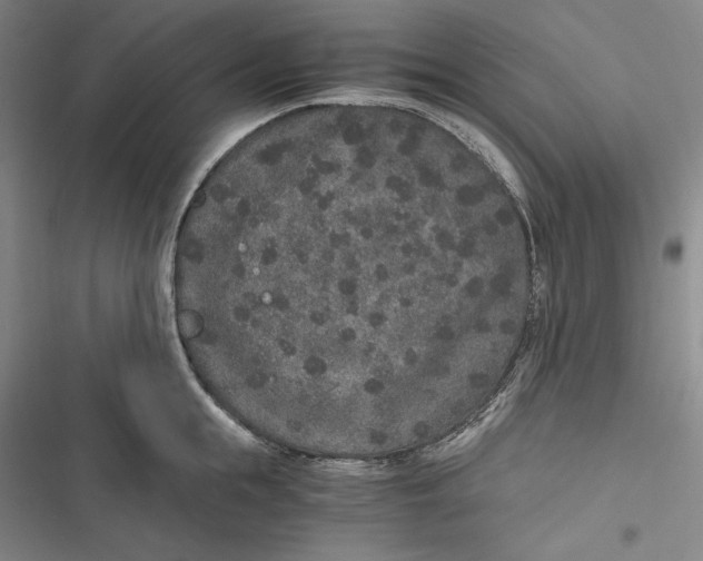 X0000116860855201001121239