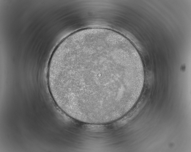 X0000116860856201001121239