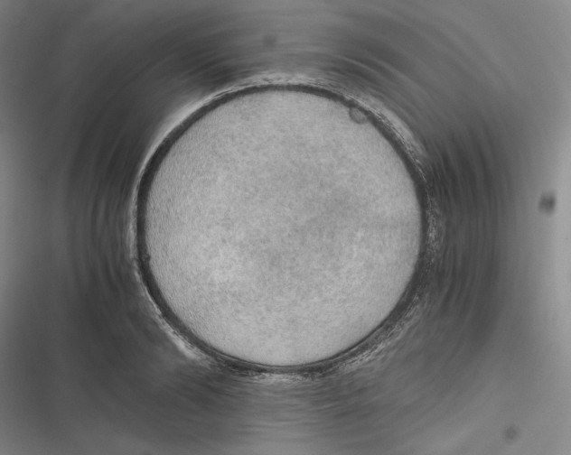 X0000116860894201001121238