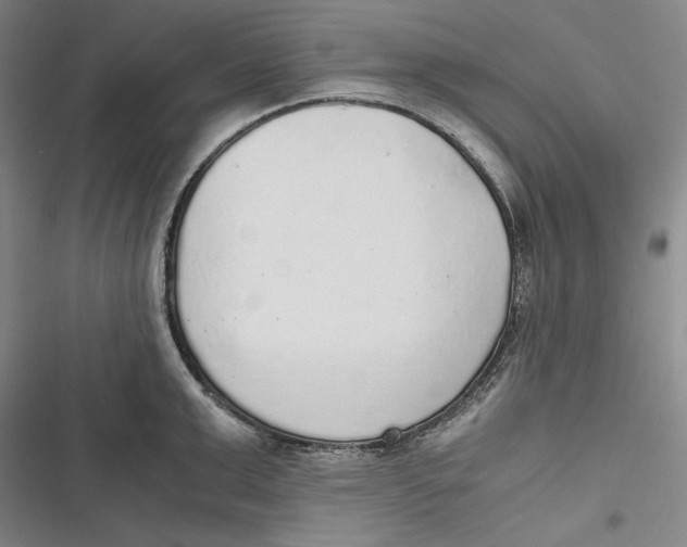 X0000116860999201001121237