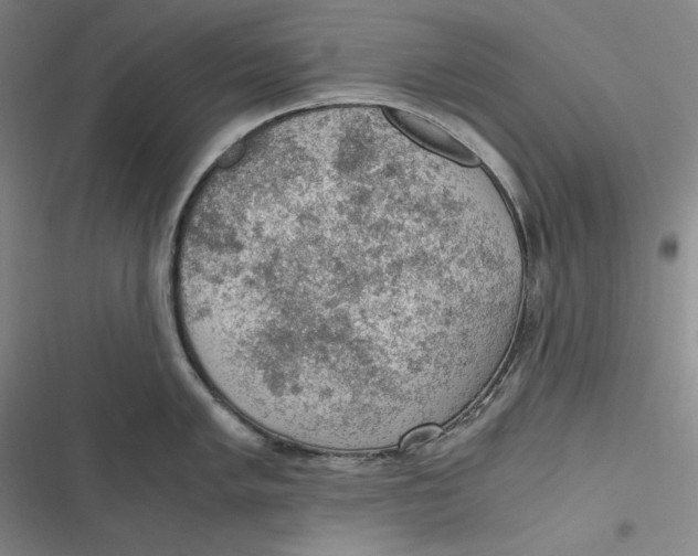 X0000116861005201001121237