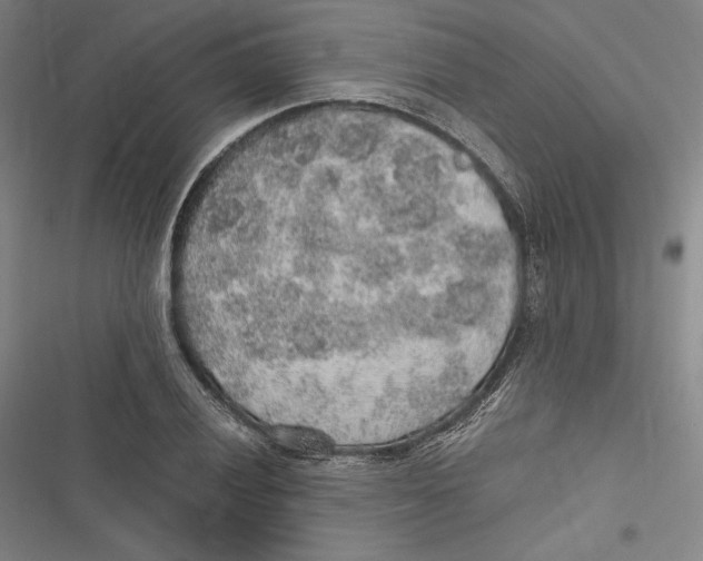 X0000116861028201001121236