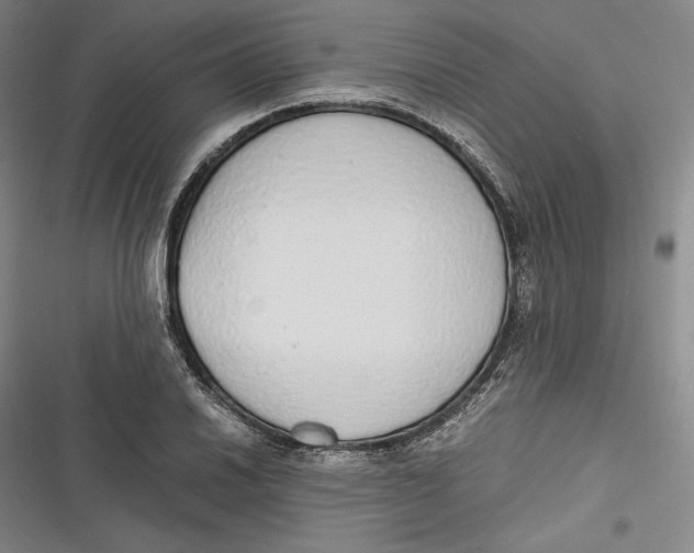 X0000116861030201001121236