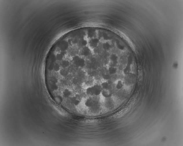 X0000116861035201001121236