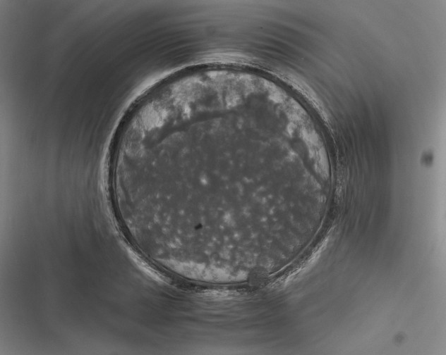 X0000116861037201001121236