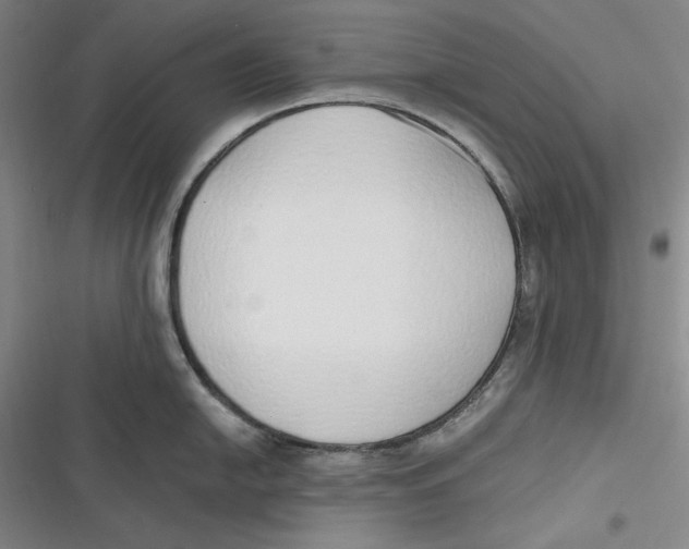 X0000116861054201001121237