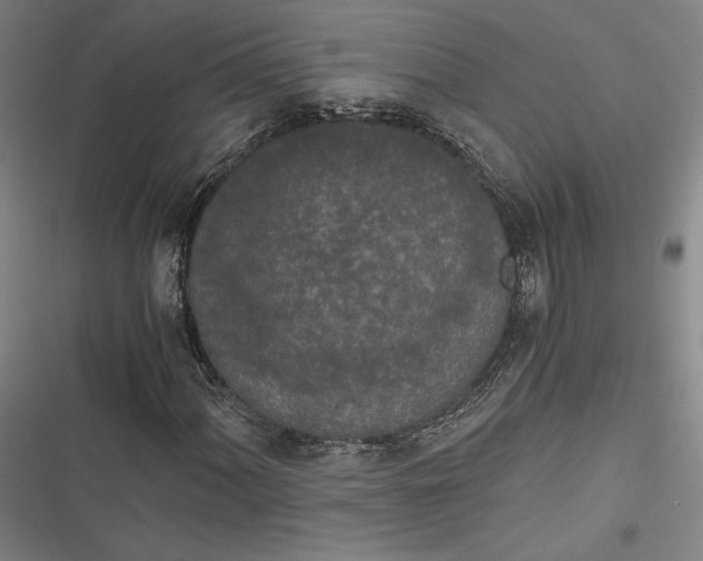 X0000116861060201001121236