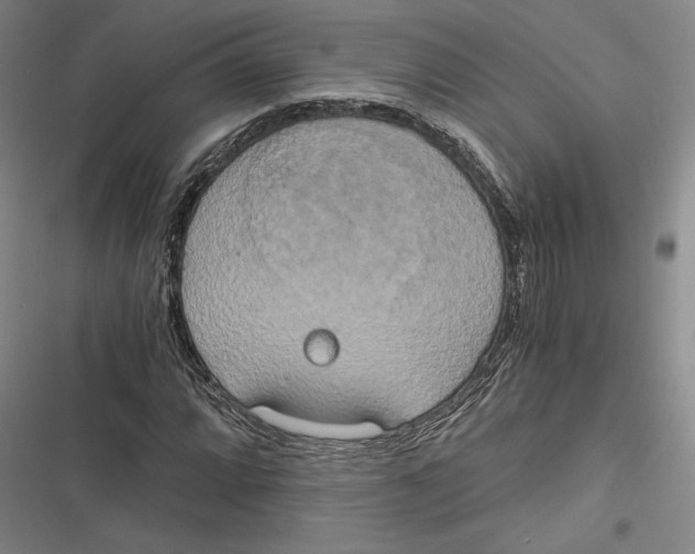 X0000116861064201001121236