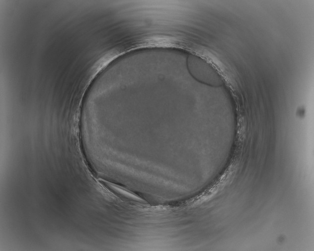 X0000116861081201001121236