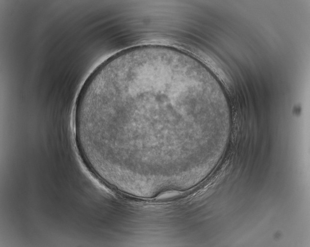 X0000116861084201001121236