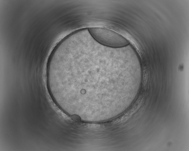 X0000116861088201001121236