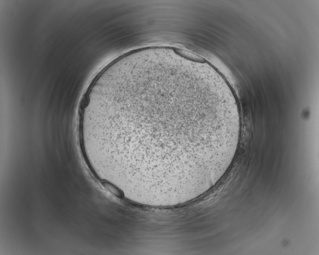 X0000116861096201001121235