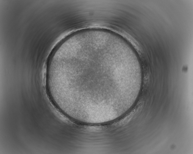 X0000116861126201001121235