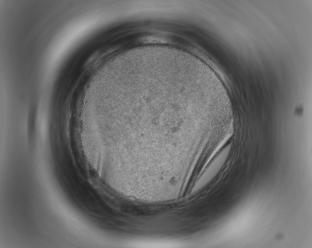 X0000116861151201001121235