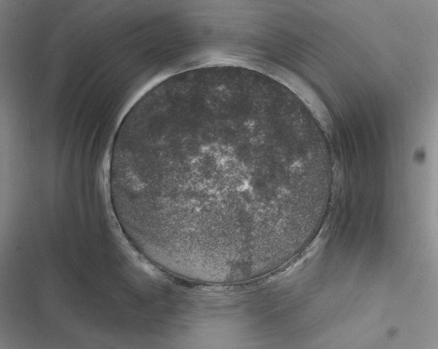 X0000116861198201001121234