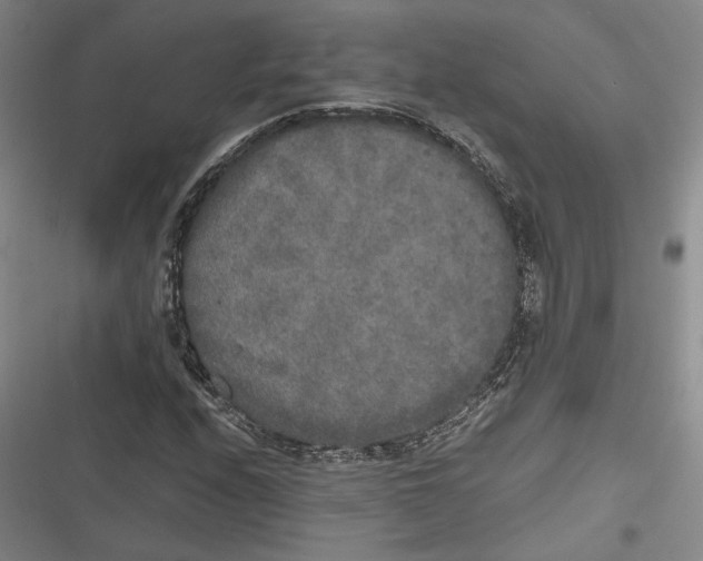 X0000116861208201001121233