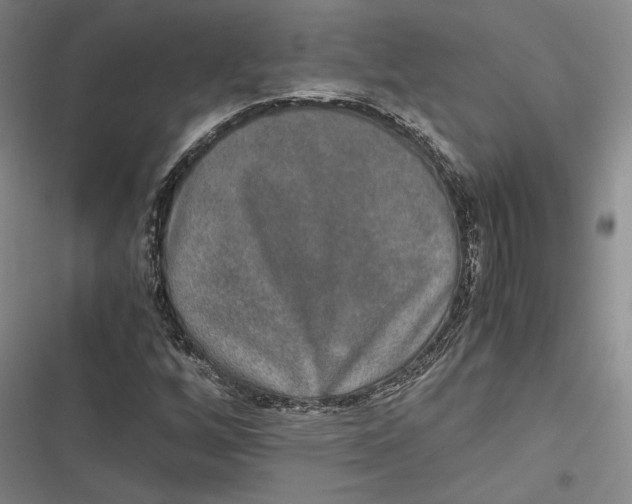 X0000116861256201001121233