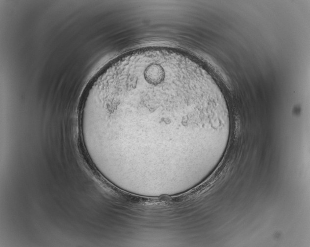 X0000116861274201001121233