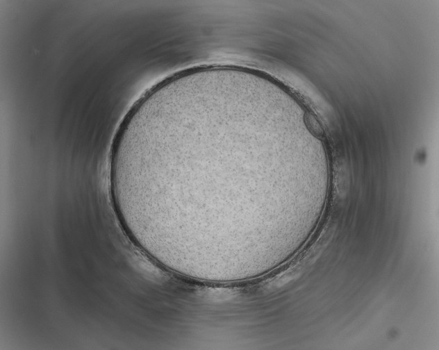 X0000116861280201001121233