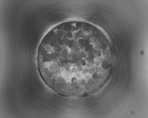 X0000116861295201001121233