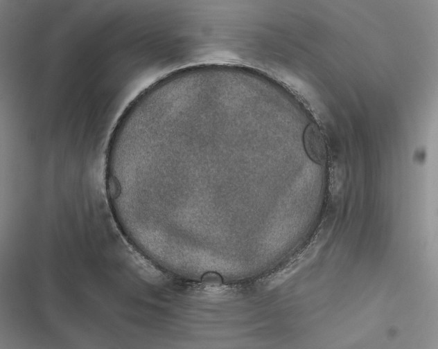 X0000116861326201001121232