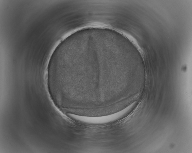 X0000116861335201001121233