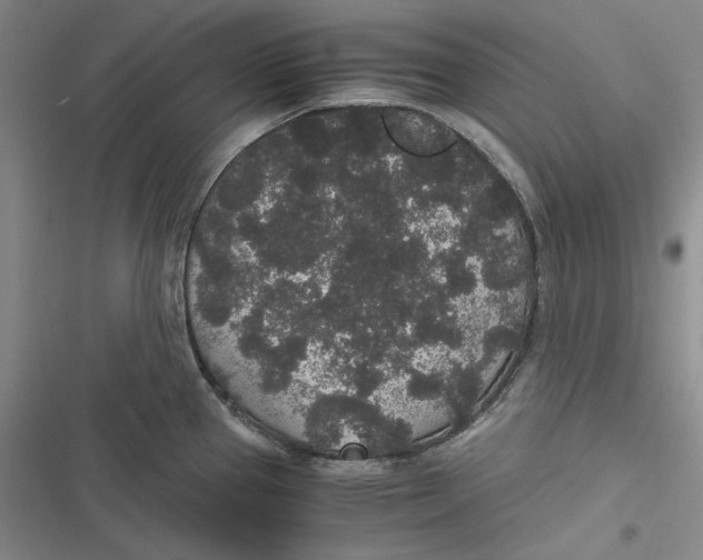 X0000116861337201001121233