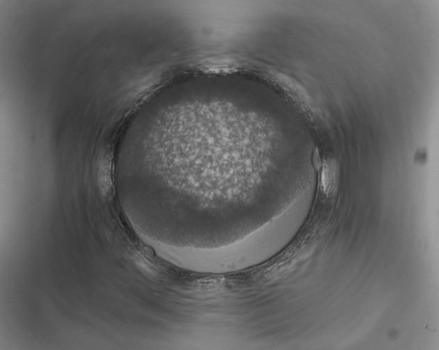 X0000116861444201001121231