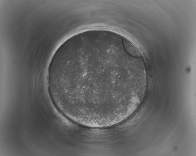 X0000116861527201001121230