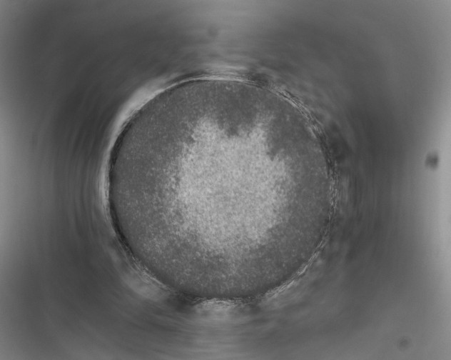 X0000116860294201001191707