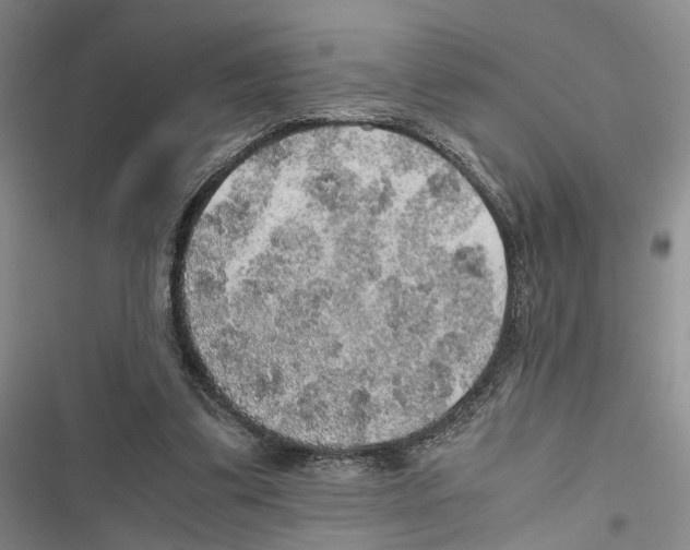 X0000116860299201001191707