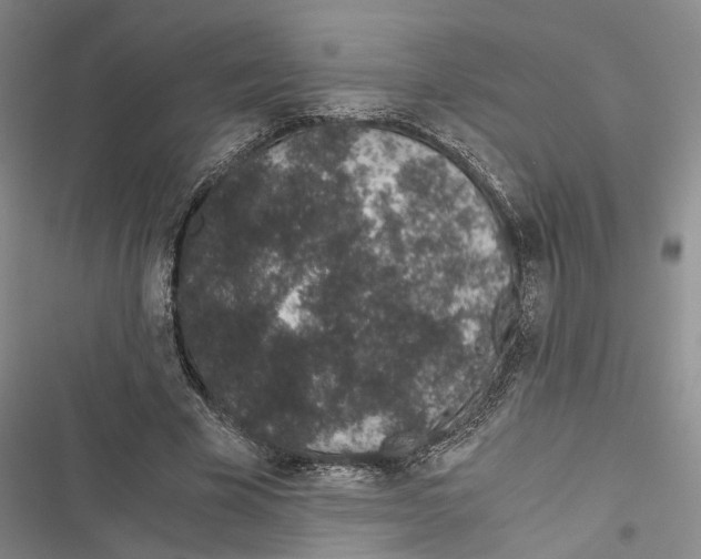 X0000116860585201001191703