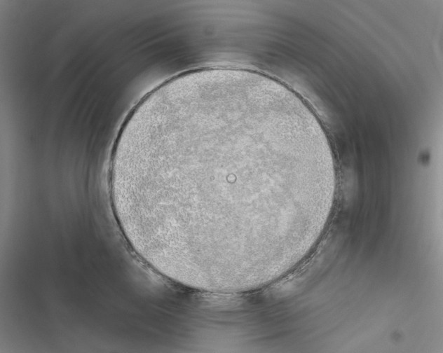 X0000116860856201001191700