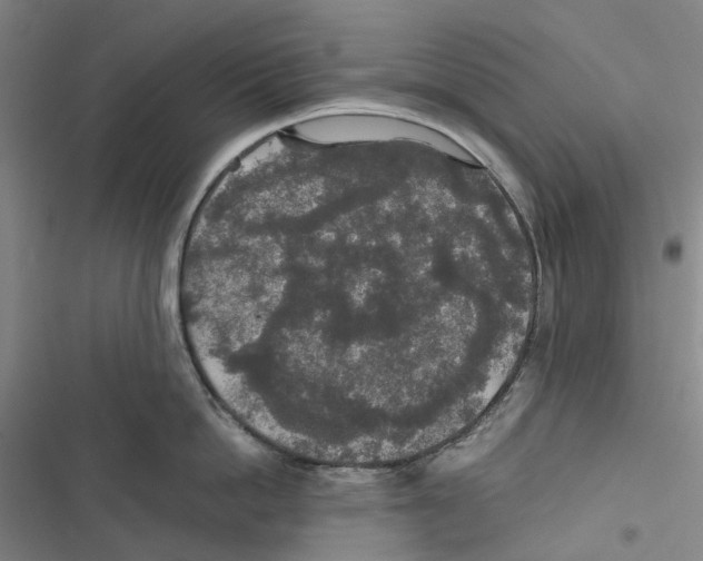 X0000116860862201001191700