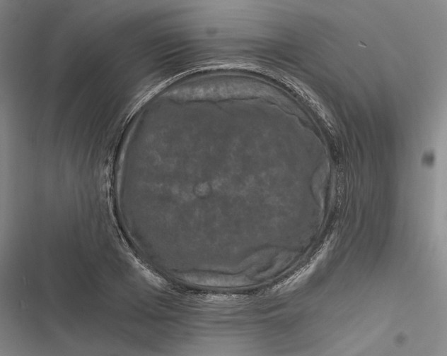 X0000116860985201001191658