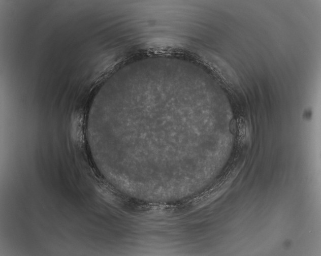 X0000116861060201001191657