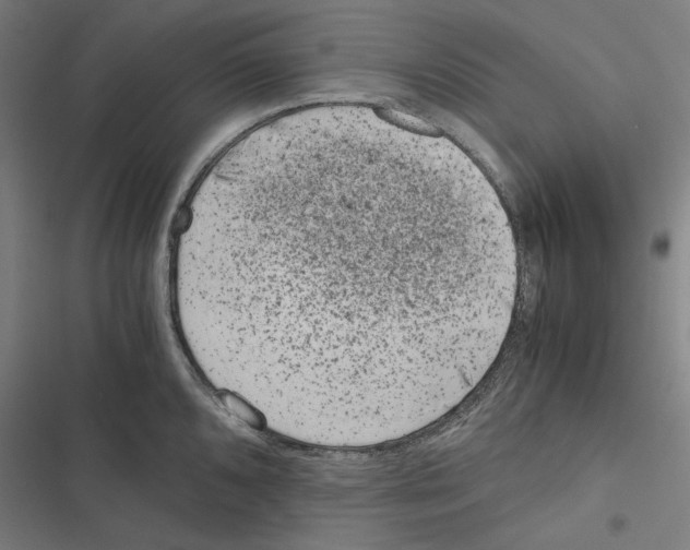 X0000116861096201001191656