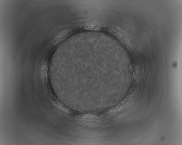 X0000116861154201001191655