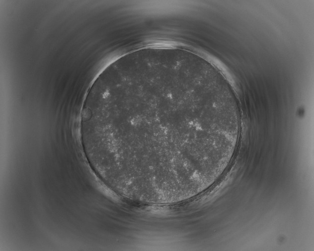 X0000116861194201001191655